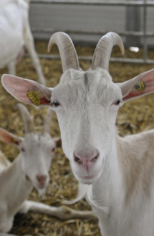 Séjour à la ferme Al Franet Tremosine