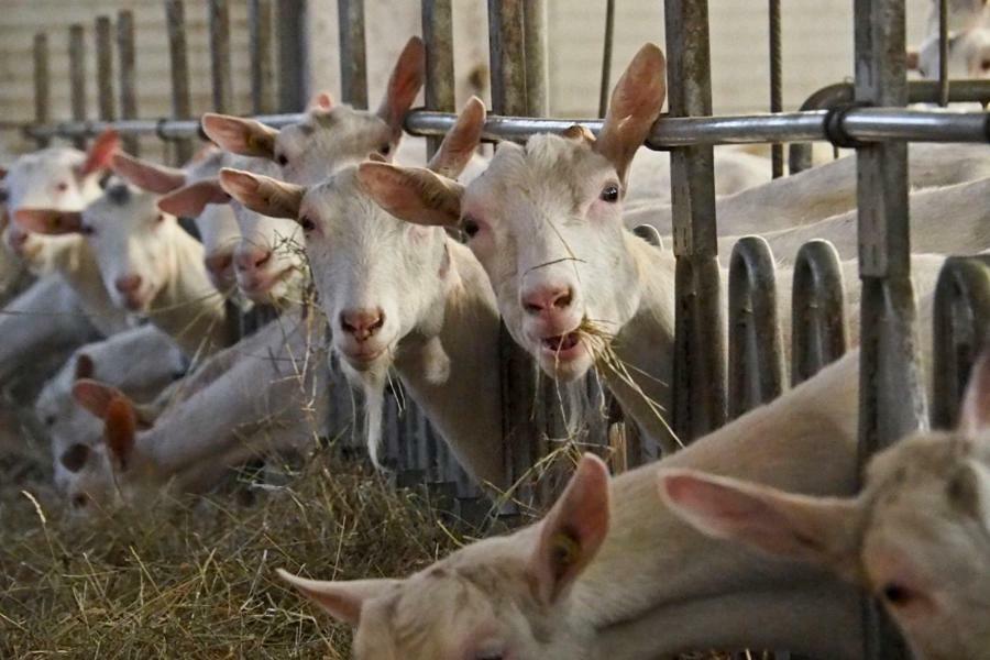 Al Franet Séjour à la ferme Tremosine