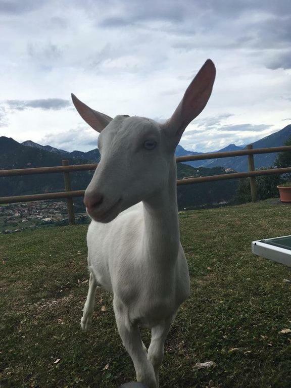 Farm stay Al Franet *